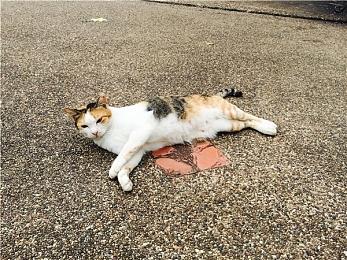 《星空》首发不提供FOV设置 又要交给玩家自己解决了